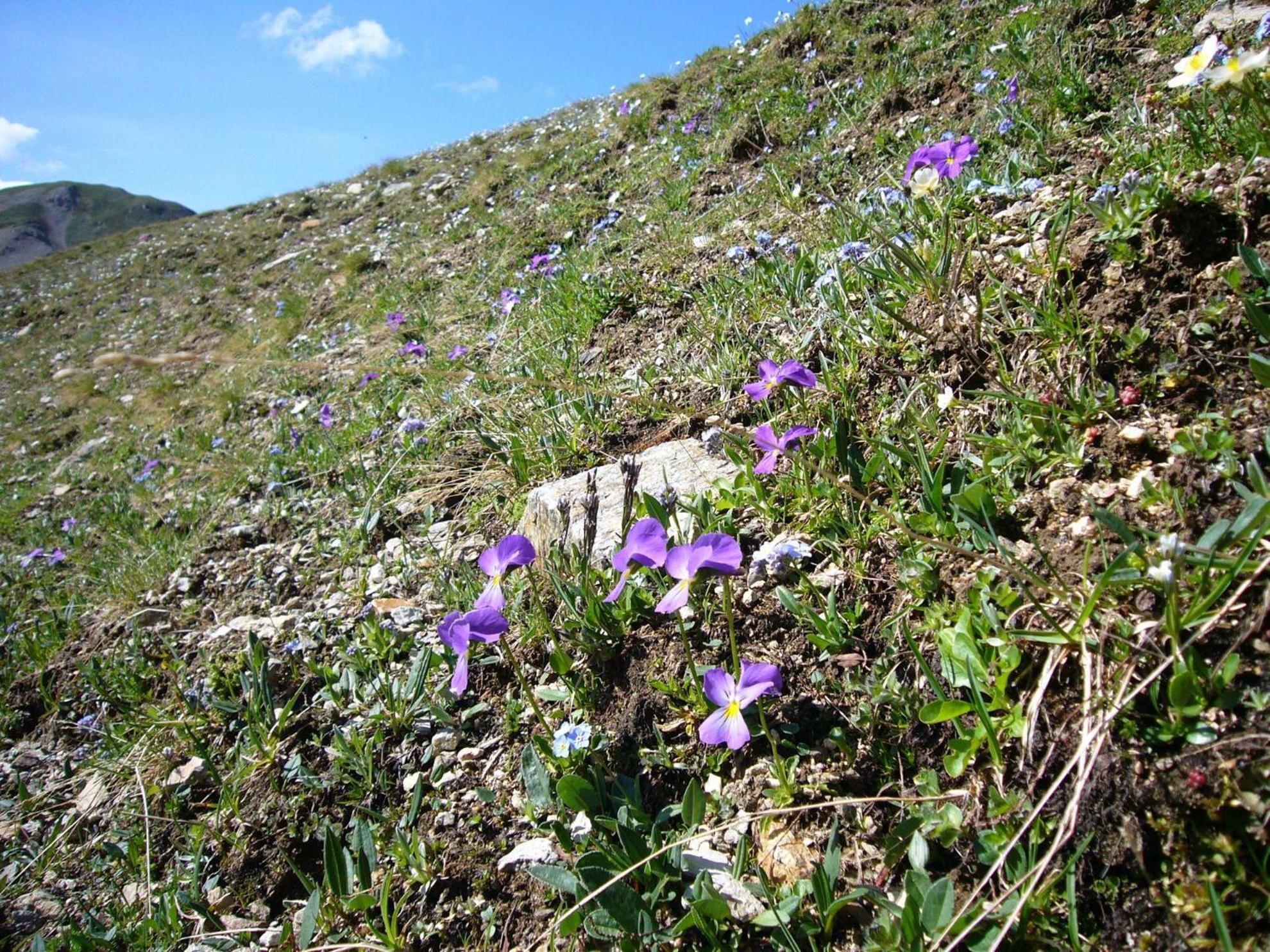 Trollenhof Im Allgaeu - Ferienwohnungen Saeuling Ruckholz Εξωτερικό φωτογραφία